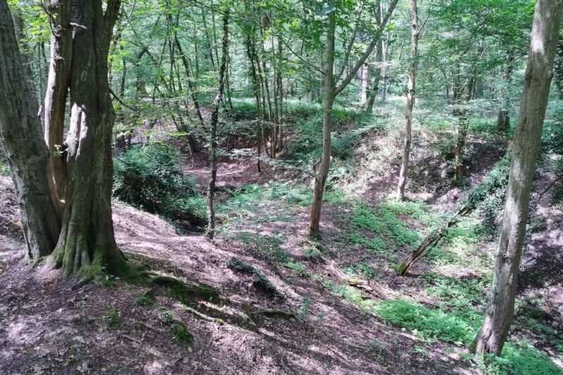 La forêt de Saint-Germain-en-Laye – Jeudi 4 juin 2026